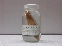藏品(胸斑腔吻鱈)的圖片